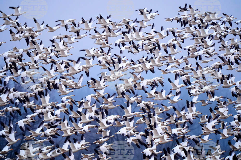 Snow Geese
