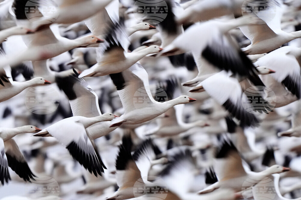 Snow Geese