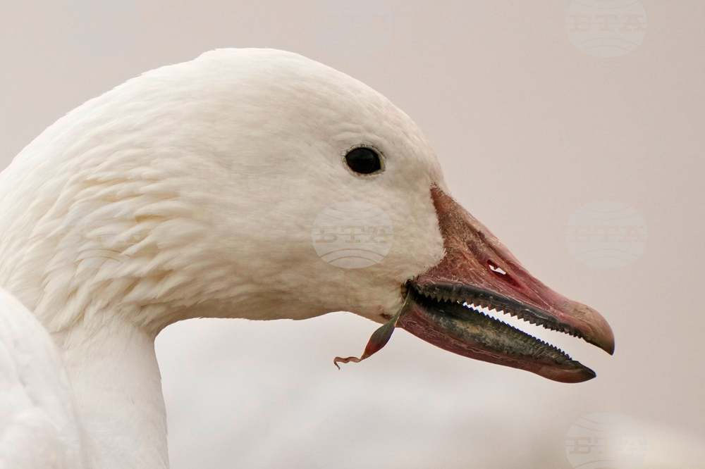 Snow Geese