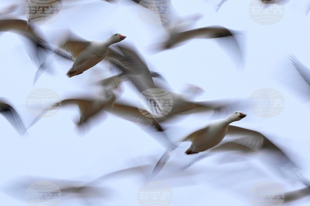 Snow Geese