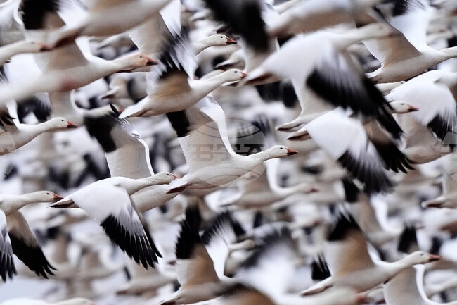 Снежни гъски излитат от Америка към Арктика във впечатляващ спектакъл по изгрев слънце