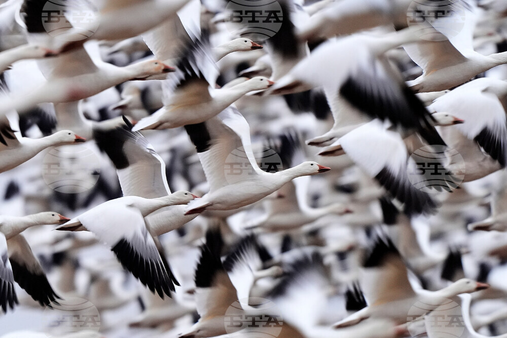 APTOPIX Snow Geese