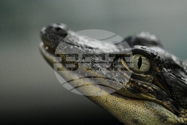 APTOPIX Climate Alligator Farming