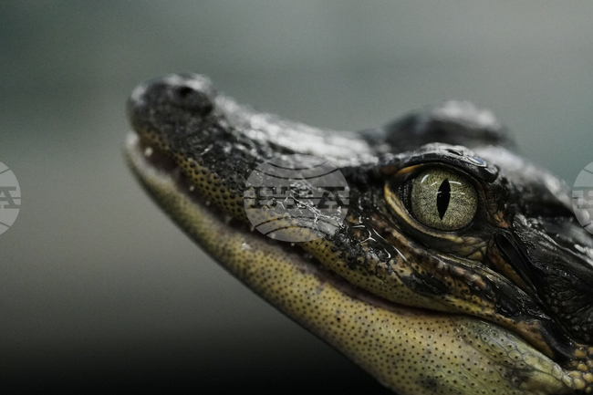 APTOPIX Climate Alligator Farming