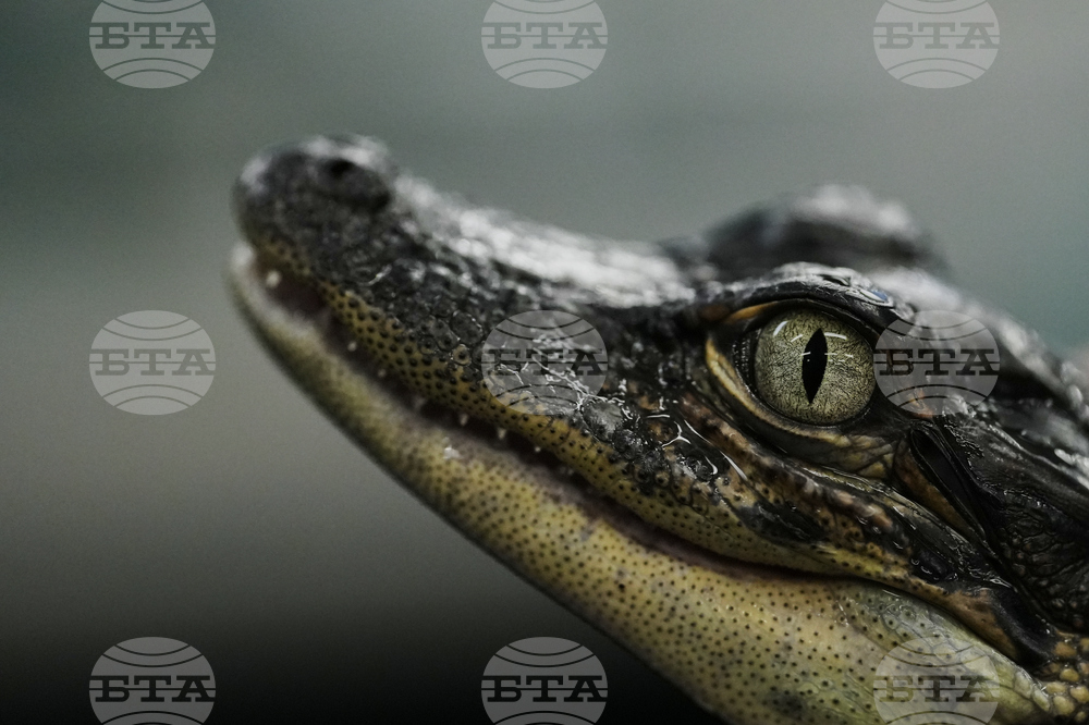 APTOPIX Climate Alligator Farming