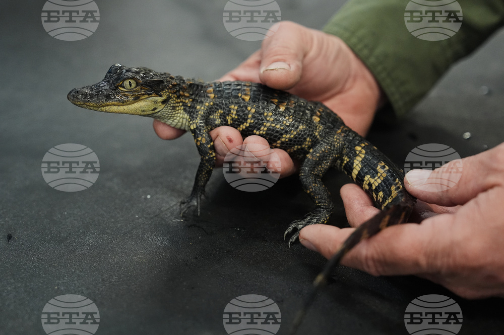 Climate Alligator Farming