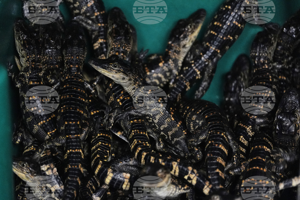 Climate Alligator Farming