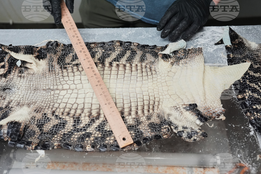 Climate Alligator Farming