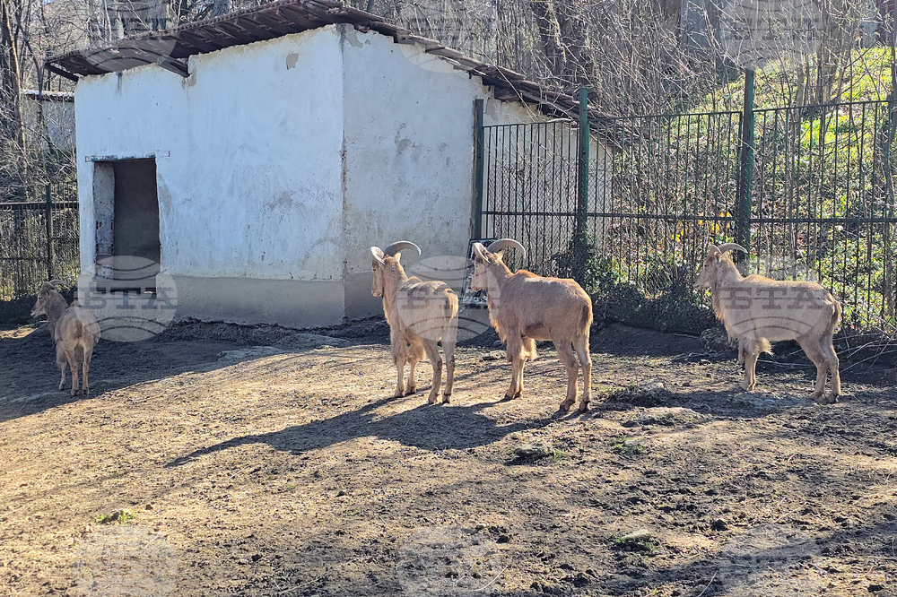Ловеч - зоопарк - новородени животни
