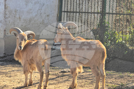 Ловеч - зоопарк - новородени животни