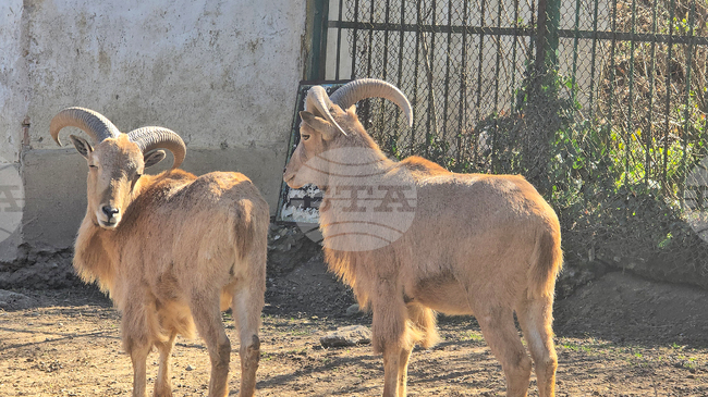 Гривести козирози и диви прасета са се родили в ловешкия зоопарк