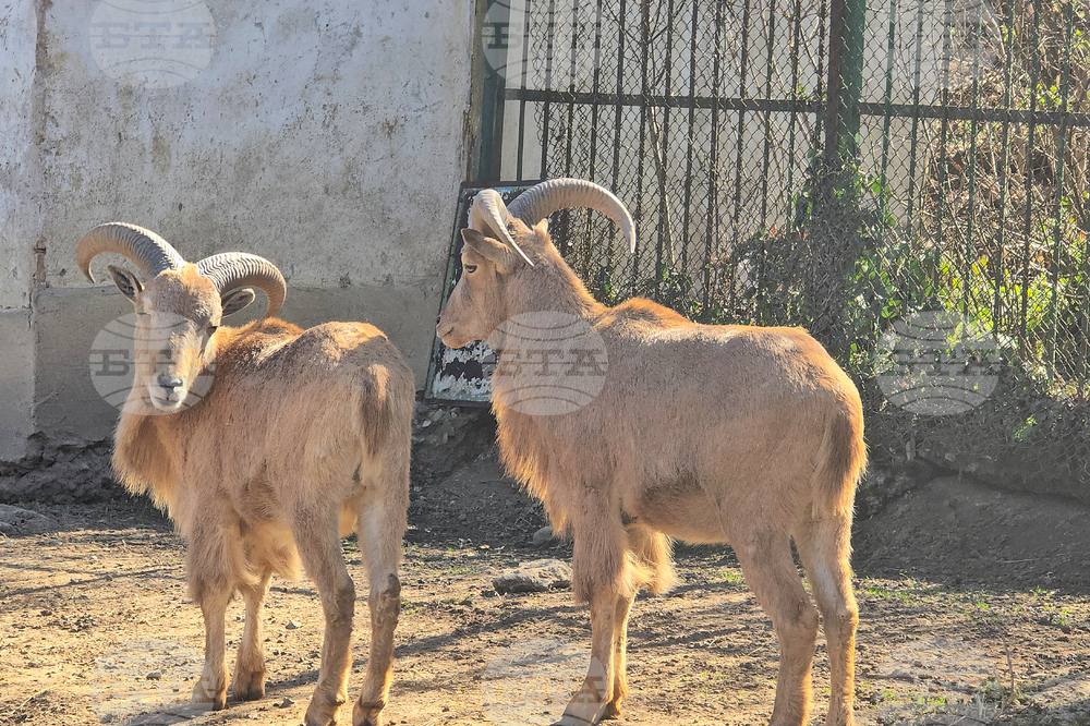Ловеч - зоопарк - новородени животни