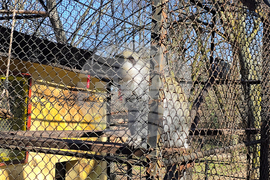 Ловеч - зоопарк - новородени животни