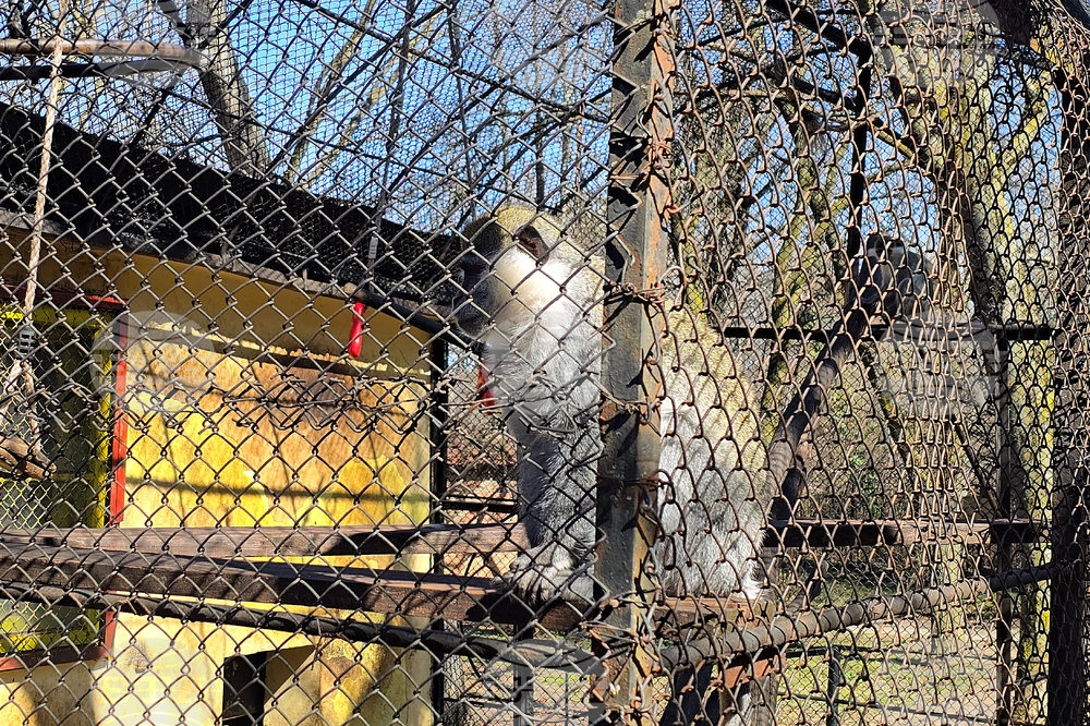 Ловеч - зоопарк - новородени животни