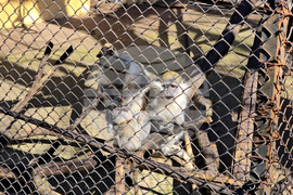 Ловеч - зоопарк - новородени животни