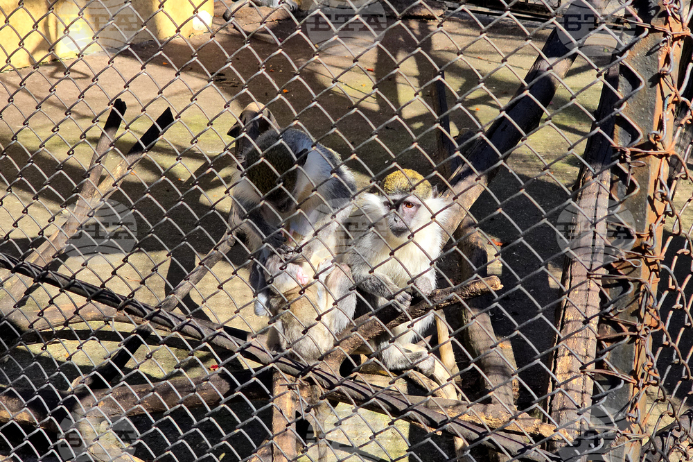 Ловеч - зоопарк - новородени животни