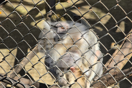 Ловеч - зоопарк - новородени животни