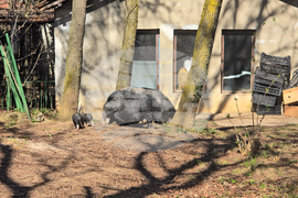 Ловеч - зоопарк - новородени животни