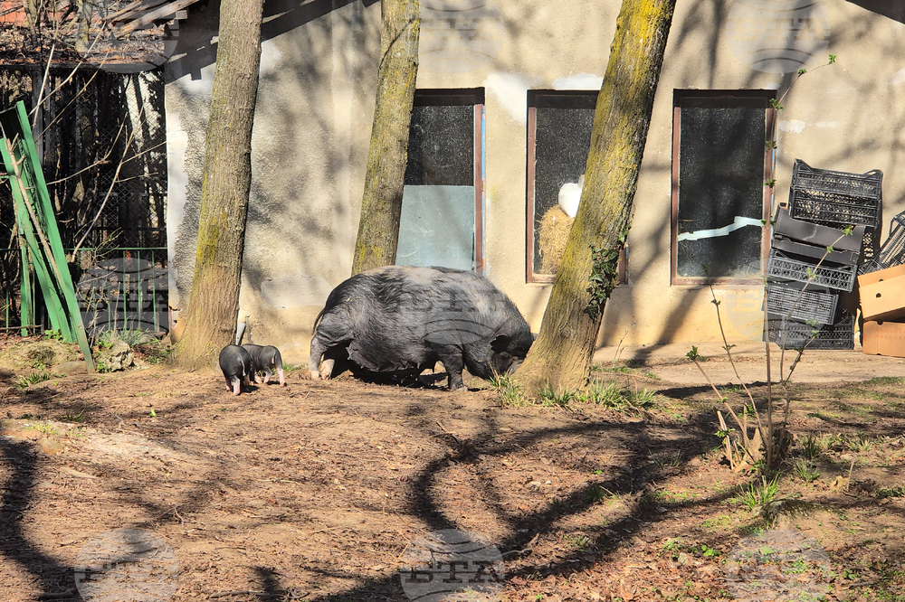 Ловеч - зоопарк - новородени животни
