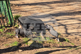 Ловеч - зоопарк - новородени животни