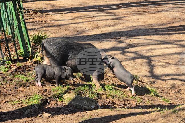 Ловеч - зоопарк - новородени животни
