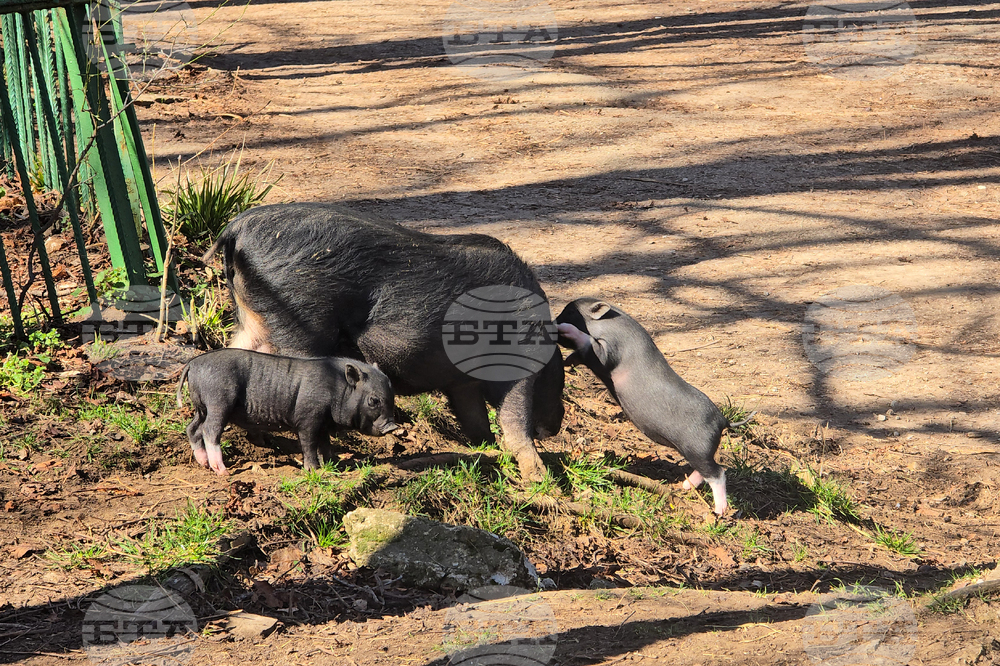 Ловеч - зоопарк - новородени животни