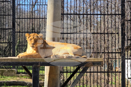 Ловеч - зоопарк - новородени животни