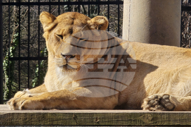 Ловеч - зоопарк - новородени животни