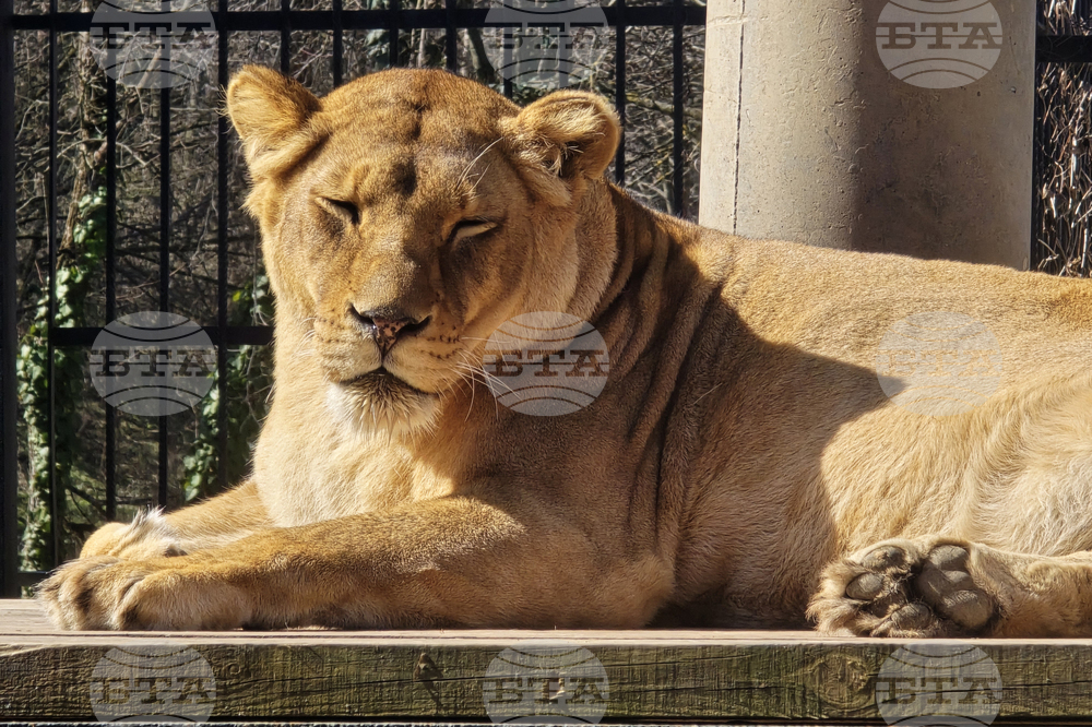Ловеч - зоопарк - новородени животни