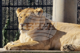 Ловеч - зоопарк - новородени животни