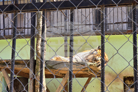 Ловеч - зоопарк - новородени животни
