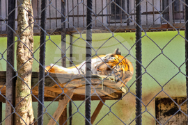 Ловеч - зоопарк - новородени животни