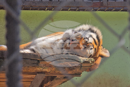 Ловеч - зоопарк - новородени животни