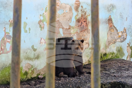 Ловеч - зоопарк - новородени животни