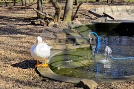 Ловеч - зоопарк - новородени животни