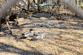 Ловеч - зоопарк - новородени животни