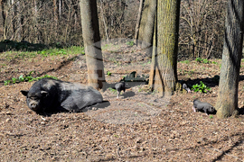 Ловеч - зоопарк - новородени животни