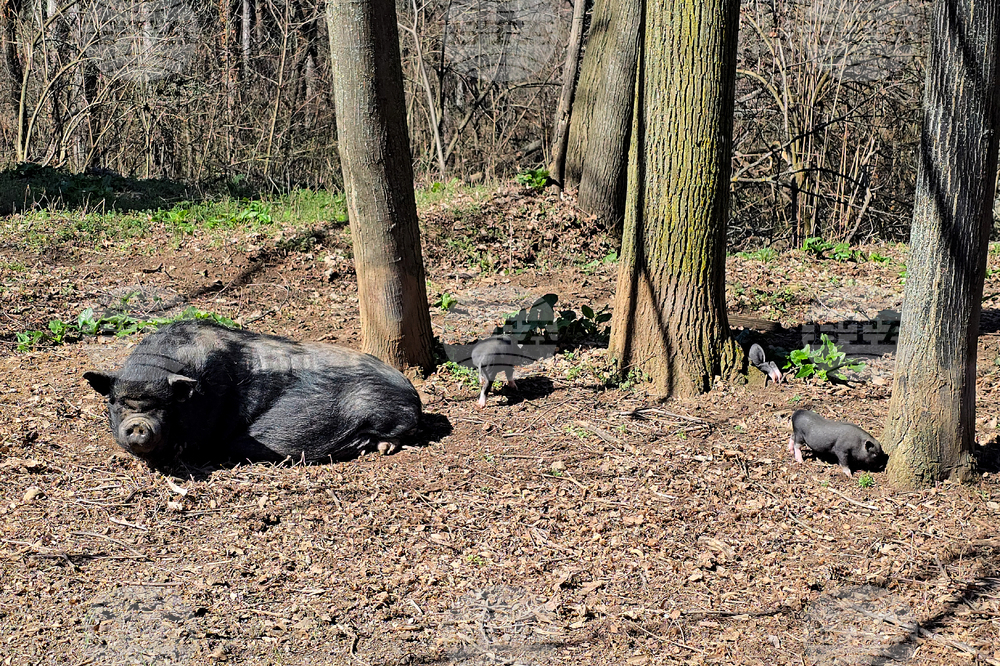 Ловеч - зоопарк - новородени животни