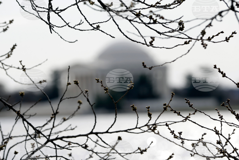 Washington Cherry Blossoms