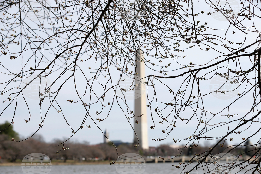 Washington Cherry Blossoms
