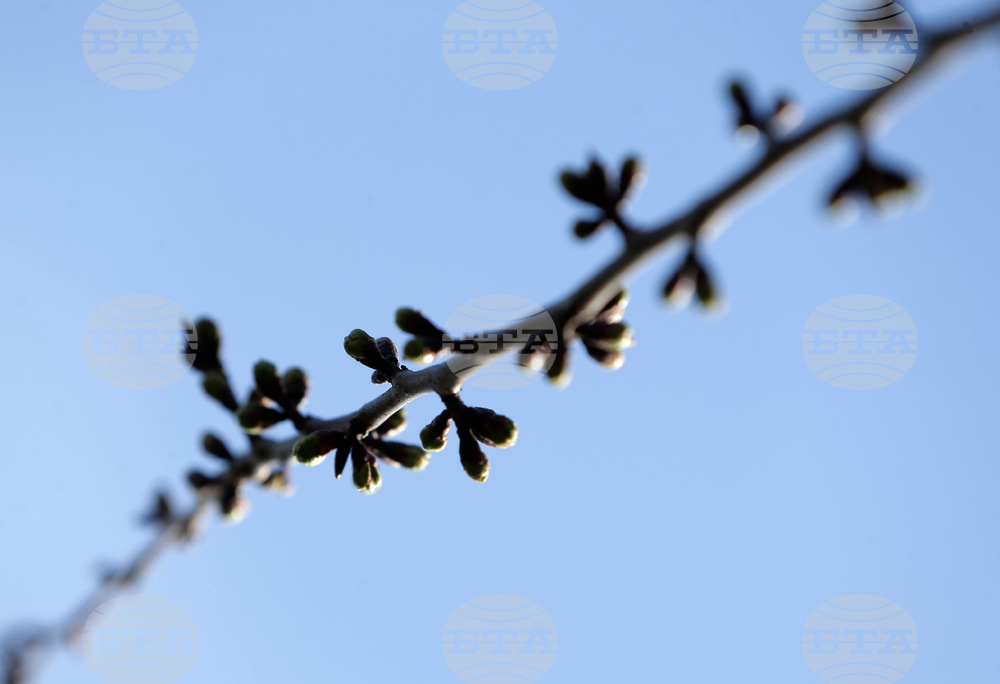 Washington Cherry Blossoms