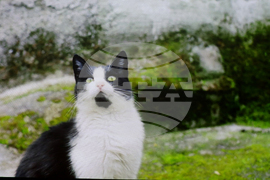 Румъния - Букурещ - филм „Тихи наблюдатели“ - представяне