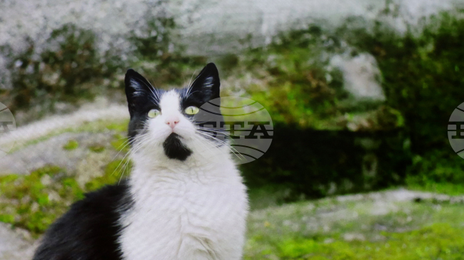 Филмът „Тихи наблюдатели“ на режисьорката Елица Петкова бе представен пред българска и международна публика в Букурещ