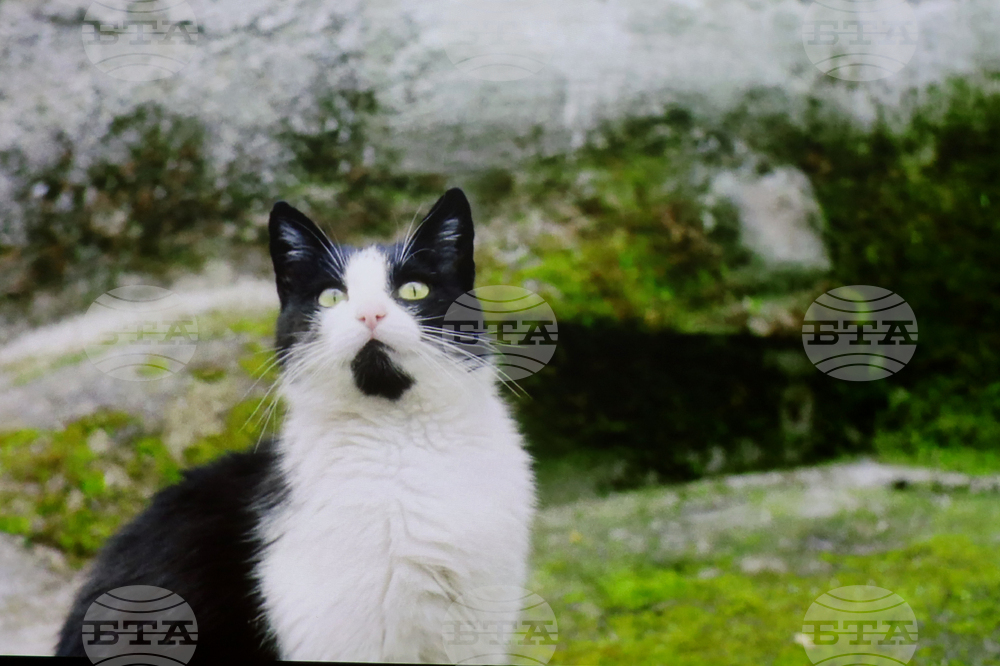 Румъния - Букурещ - филм „Тихи наблюдатели“ - представяне