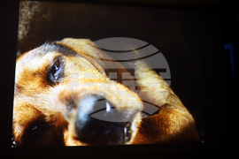 Румъния - Букурещ - филм „Тихи наблюдатели“ - представяне