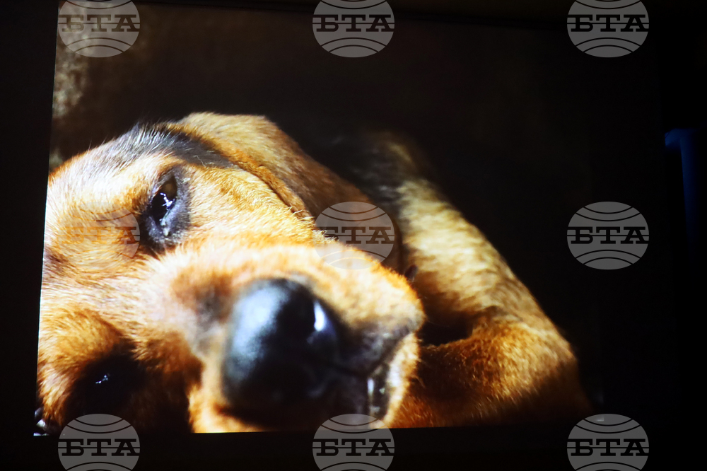 Румъния - Букурещ - филм „Тихи наблюдатели“ - представяне