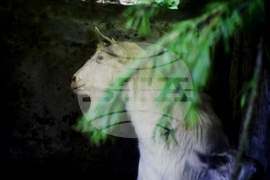 Румъния - Букурещ - филм „Тихи наблюдатели“ - представяне