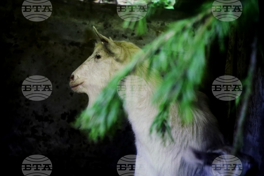 Румъния - Букурещ - филм „Тихи наблюдатели“ - представяне