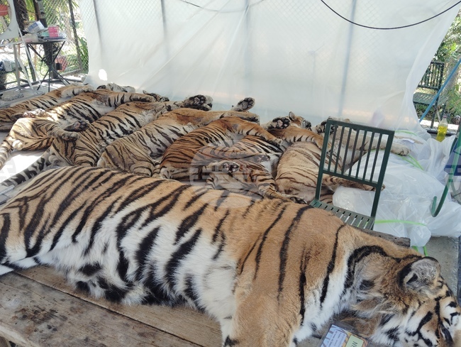 Thailand Tiger Deaths