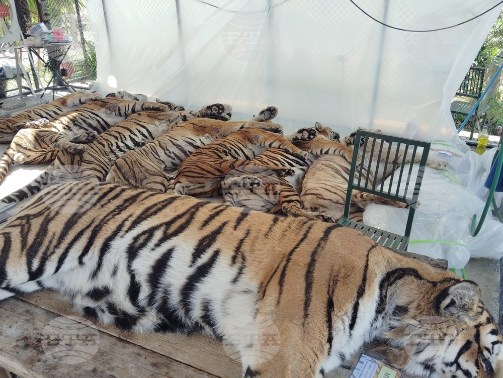 Thailand Tiger Deaths